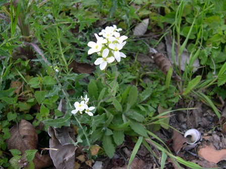 Arabis alpina